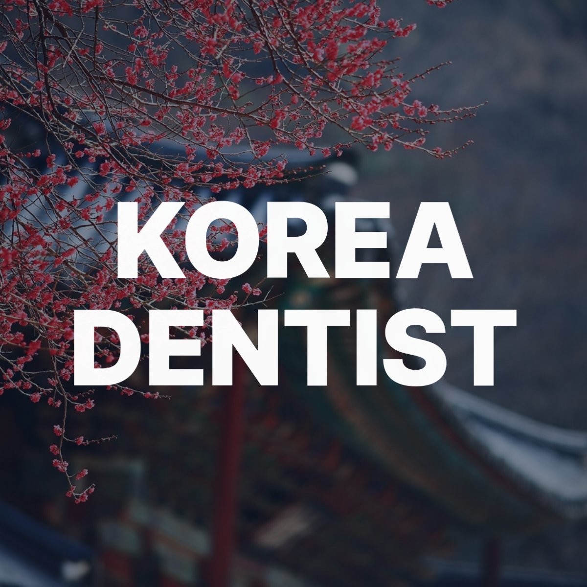 korea dentist 120211