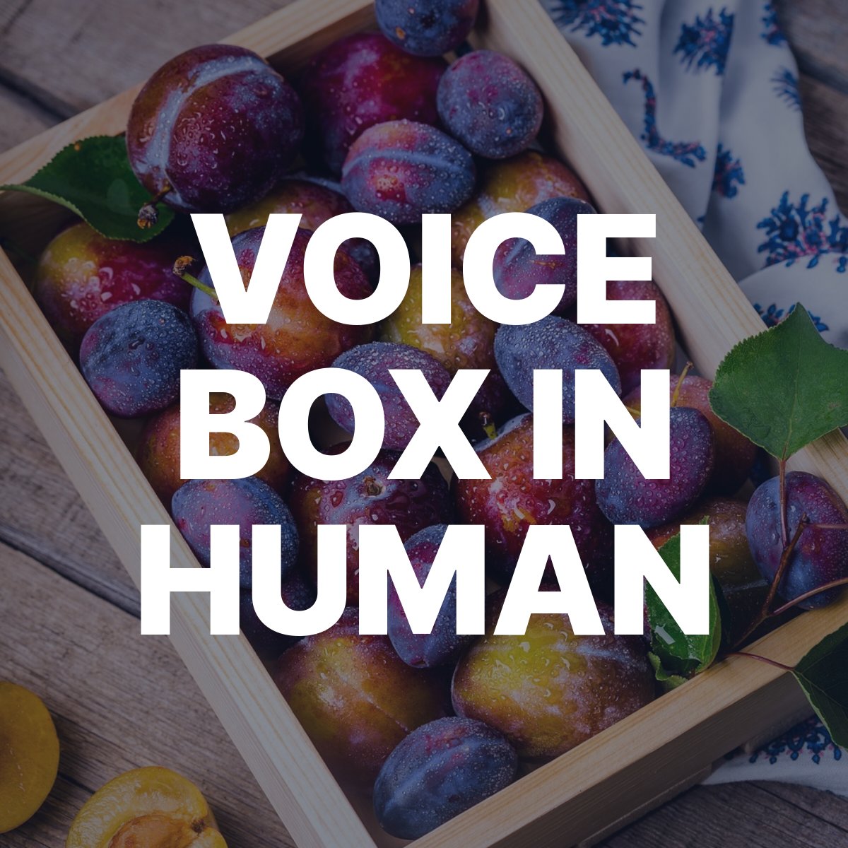 voice box in human 010208
